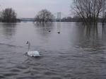 Hochwasser 2011